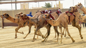 سباق الهجن في الطائف 1443 هـ السعودية