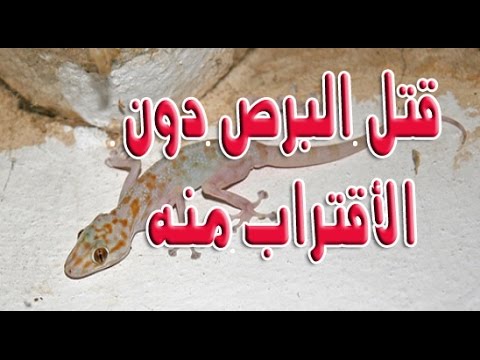 اللي بتدورى عليه طرد الابراص والحشرات من البيت بسرعه