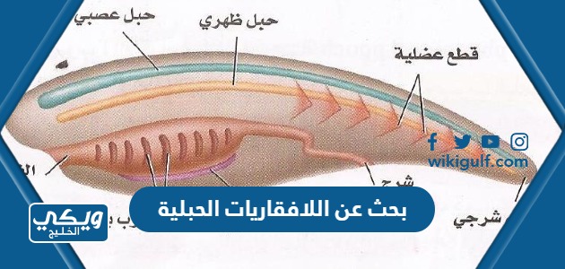 عن اللافقاريات الحبلية كامل مع المصادر والمراجع Pdf للتحميل