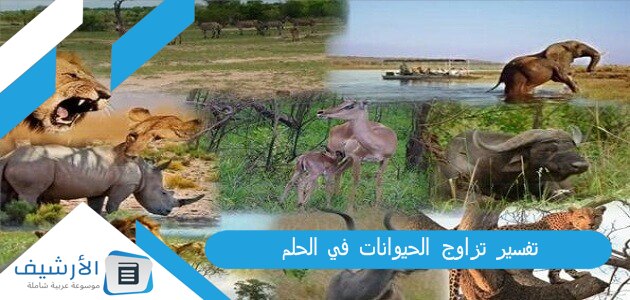 تزاوج الحيوانات في الحلم