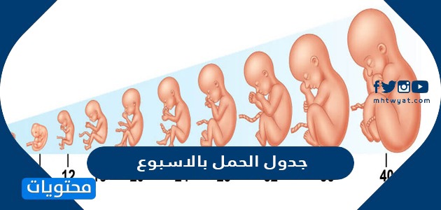 الحمل بالاسبوع