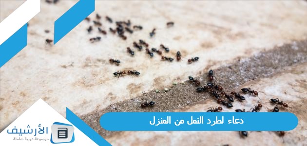 لطرد النمل من المنزل