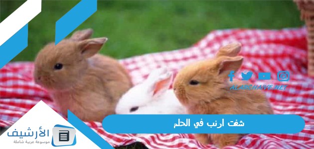 ارنب في الحلم ما هو تفسير هذا الحلم؟