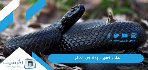 افعى سوداء في المنام ما هو تفسير هذا الحلم؟