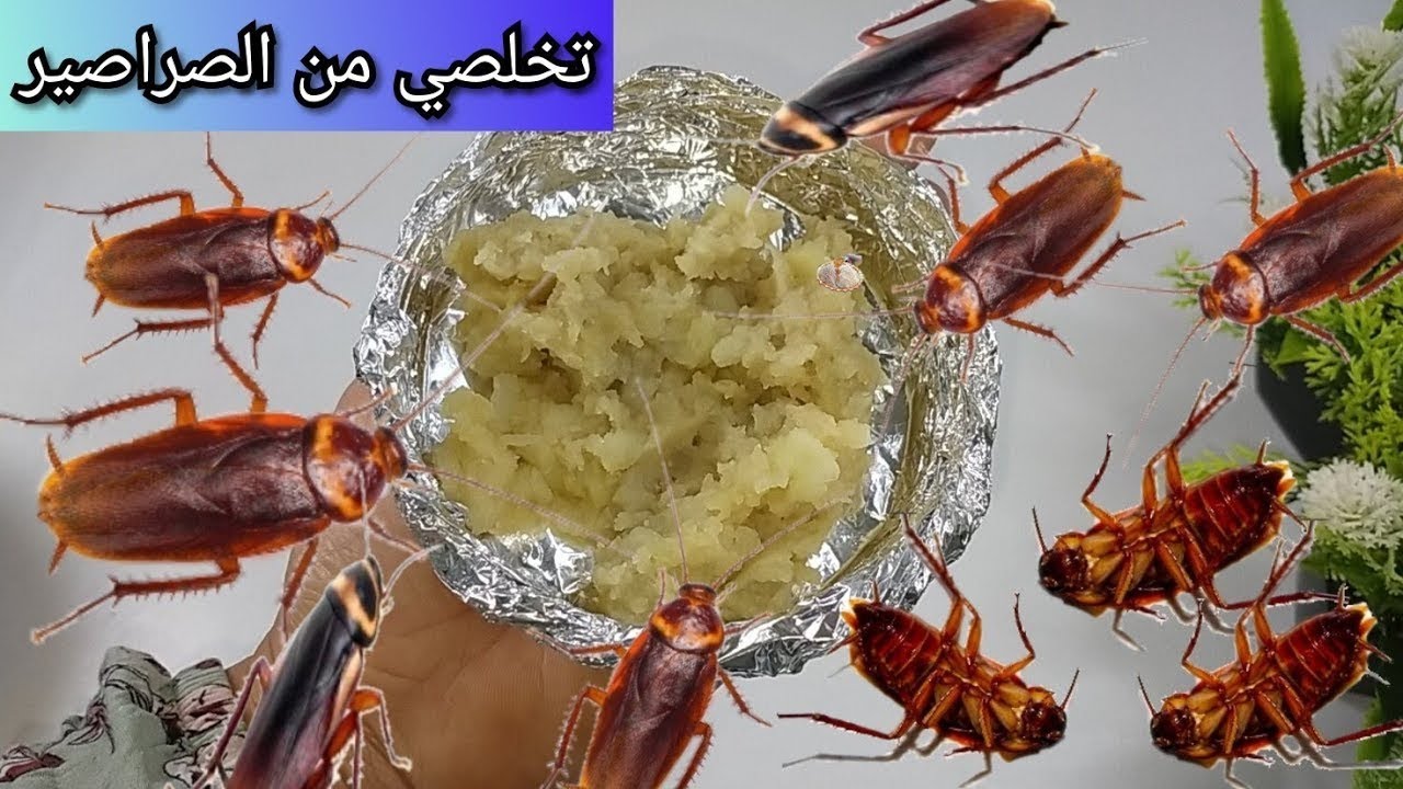 سحرية للتخلص من الصراصير ضعيها في الأركان ومش هتلاقي