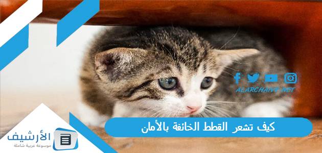 تشعر القطط الخائفة بالأمان؟ وما هي دلالات خوف القطة؟