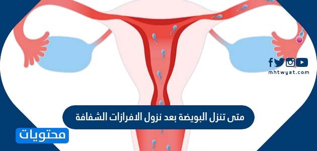 تنزل البويضة بعد نزول الافرازات الشفافة