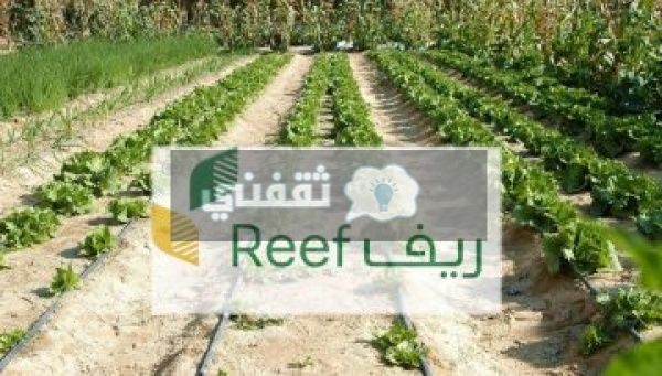 التحقق من أهلية ريف وشروط الاستحقاق