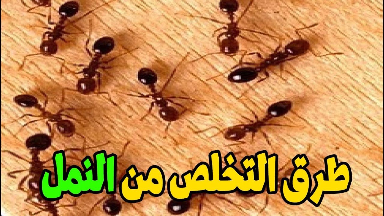 نملة في بيتك مكون سحري للقضاء على النمل في