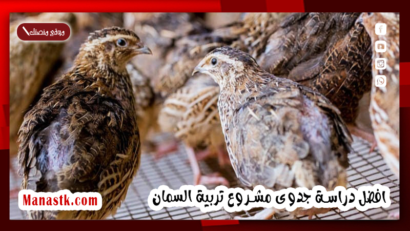 دراسة جدوى مشروع تربية السمان