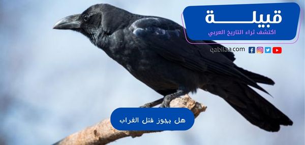 ثراء التاريخ العربي 77