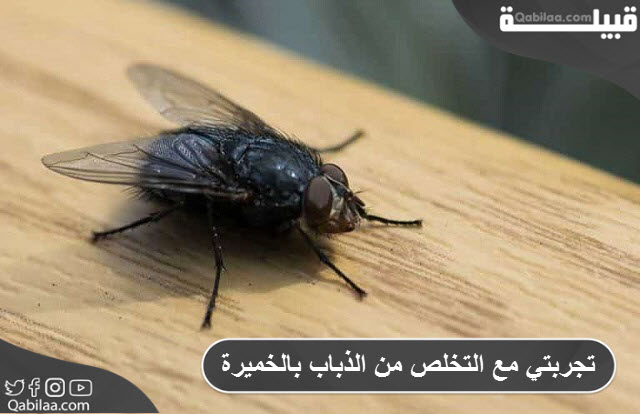 مع التخلص من الذباب بالخميرة