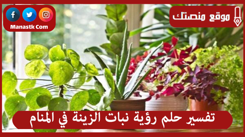 حلم رؤية نبات الزينة في المنام