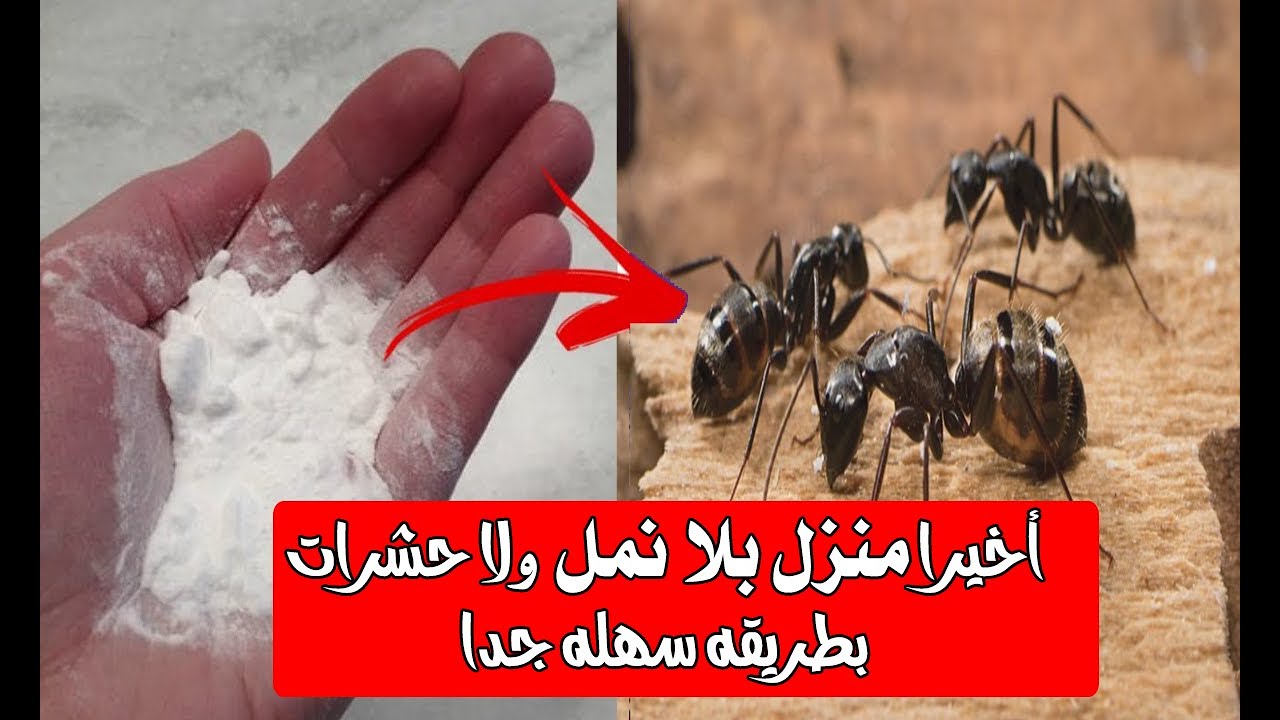 واحدة من هذا المكون ميخطرش تمنع النمل من دخول