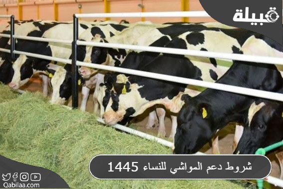 دعم المواشي للنساء 1445