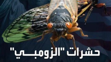 “ظاهرة مرعبة وفريدة” ظهور حشرات الزير الزومبي في الشوارع تثير هلع وخوف المواطنين