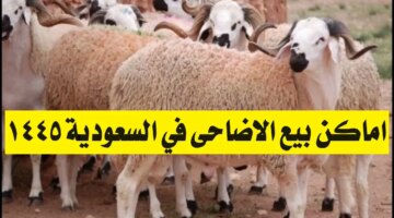 بيع الاضاحي في السعودية 1445 تعرف على أفضل المناطق