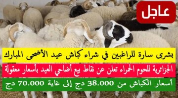 كباش الأضاحي بأسعار تصل لــ 70000 دج نقاط بيع