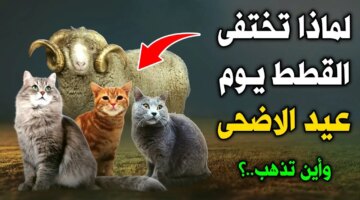 تختفي القطط يوم عيد الأضحى؟ اعرف مكان تواجدها وحقيقة