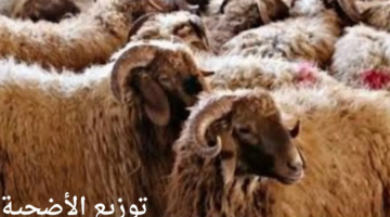 هو آخر موعد للذبح وكيف يتم توزيع الأضحية؟ دار