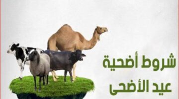 هي شروط الاضحية في عيد الاضحى وكيفية تقسيمها حسب