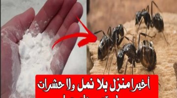 انك متعرفهاش وصفه سحريه طرق التخلص من الحشرات والنمل