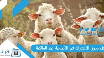 يجوز الاشتراك في الأضحية عند المالكية