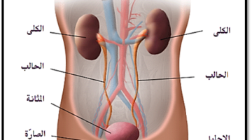 أعضاء الجهاز البولي يجتمع فيها البول؟ الكلية الحالب المثانة