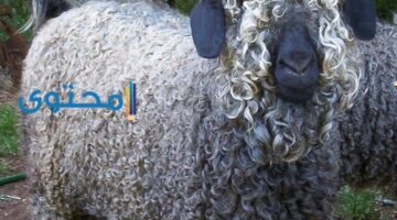 رؤية صوف الغنم في المنام تبشر بالخير للرائي