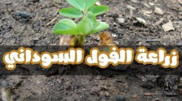 جدوى مشروع زراعة الفول السوداني