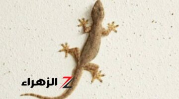 من السبب السر وراء عدم قتل البرص أو الوزغ