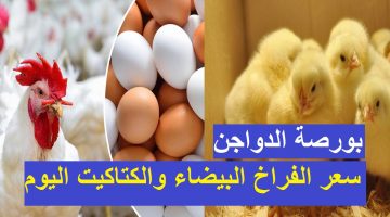 لربات البيوت كيلو الفراخ وصل 68 جنية سعر بورصة