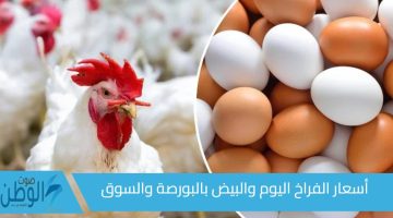 البانيه هيحصل كام أسعار الفراخ اليوم في بورصة الدواجن